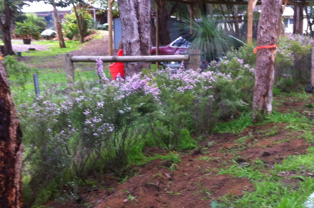 Planting Mature Size Grevilleas - Parkerville