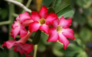 Desert Rose