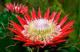 King Protea